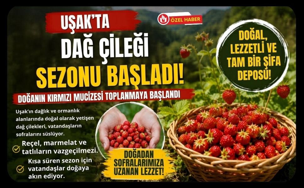 Uşak’ta Dağ Çileği Sezonu Başladı, Kırsalda Toplama Mesaisi Yoğunlaştı