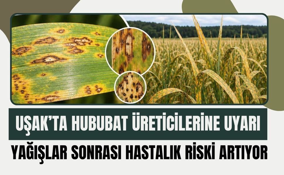 Uşak’ta Hububat Üreticilerine Uyarı: Yağışlar Sonrası Hastalık Riski Artıyor