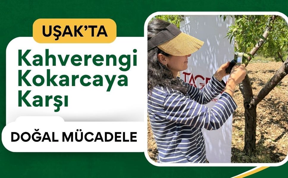 Uşak’ta Kahverengi Kokarcaya Karşı Doğal Mücadele: Binlerce Samuray Arısı Doğaya Salındı