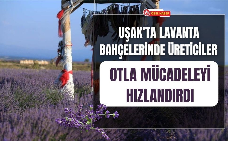Uşak’ta Lavanta Bahçelerinde Üreticiler Otla Mücadeleyi Hızlandırdı