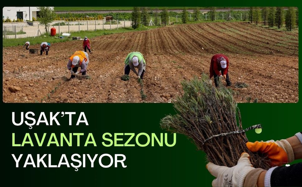 Uşak’ta Lavanta Sezonu Yaklaşıyor: Bölme Mesire Alanı Mor Renge Bürünüyor