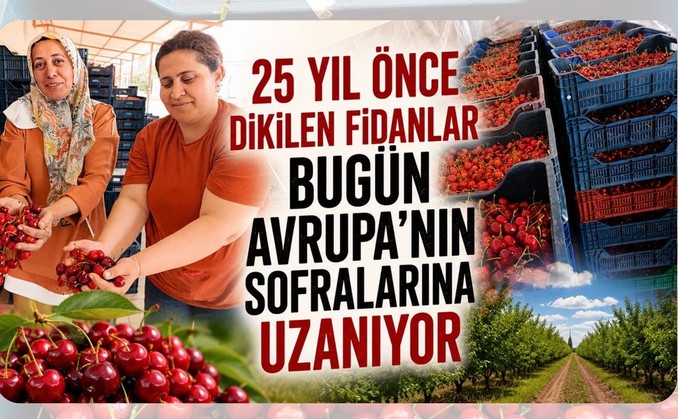 25 Yıl Önce Dikilen Fidanlar Bugün Avrupa'nın Sofralarına Uzanıyor