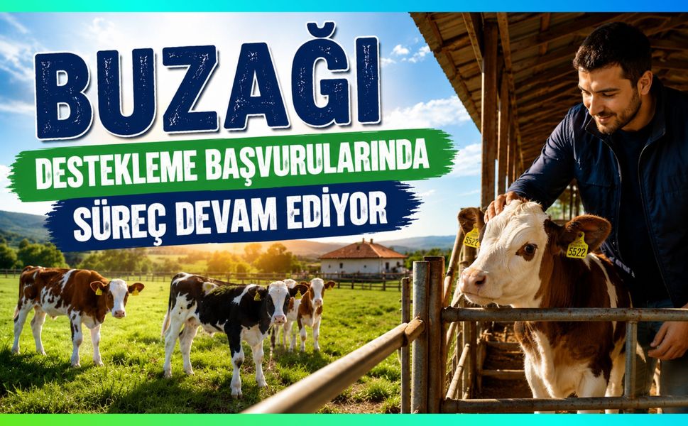 Buzağı Destekleme Başvurularında Süreç Devam Ediyor