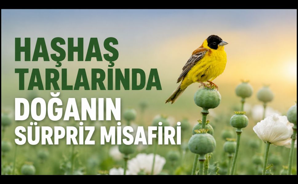 Uşak’ın Haşhaş Tarlalarında Doğanın Sürpriz Misafiri