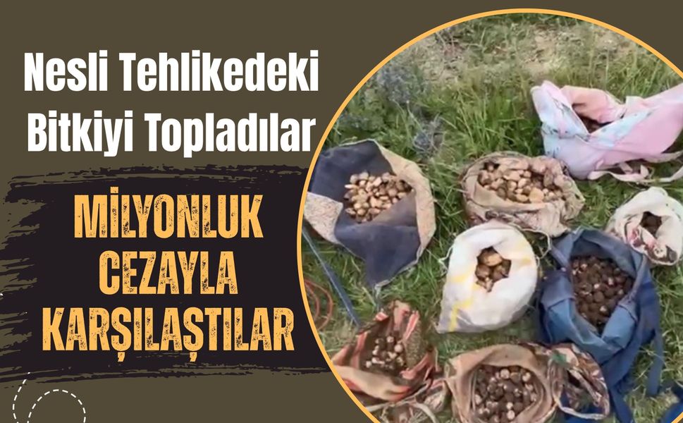 Nesli Tehlikedeki Bitkiyi Topladılar, Milyonluk Cezayla Karşılaştılar