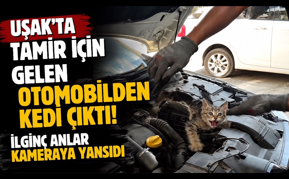 Uşak'ta Tamir İçin Gelen Otomobilden Kedi Çıktı! İlginç Anlar Kameraya Yansıdı