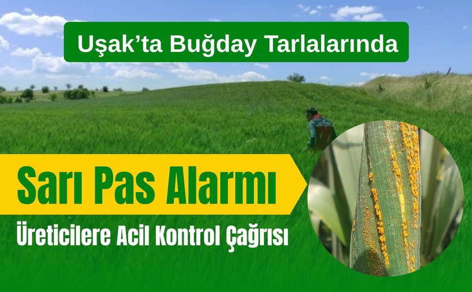 Uşak’ta Buğday Tarlalarında Sarı Pas Alarmı, Üreticilere Acil Kontrol Çağrısı