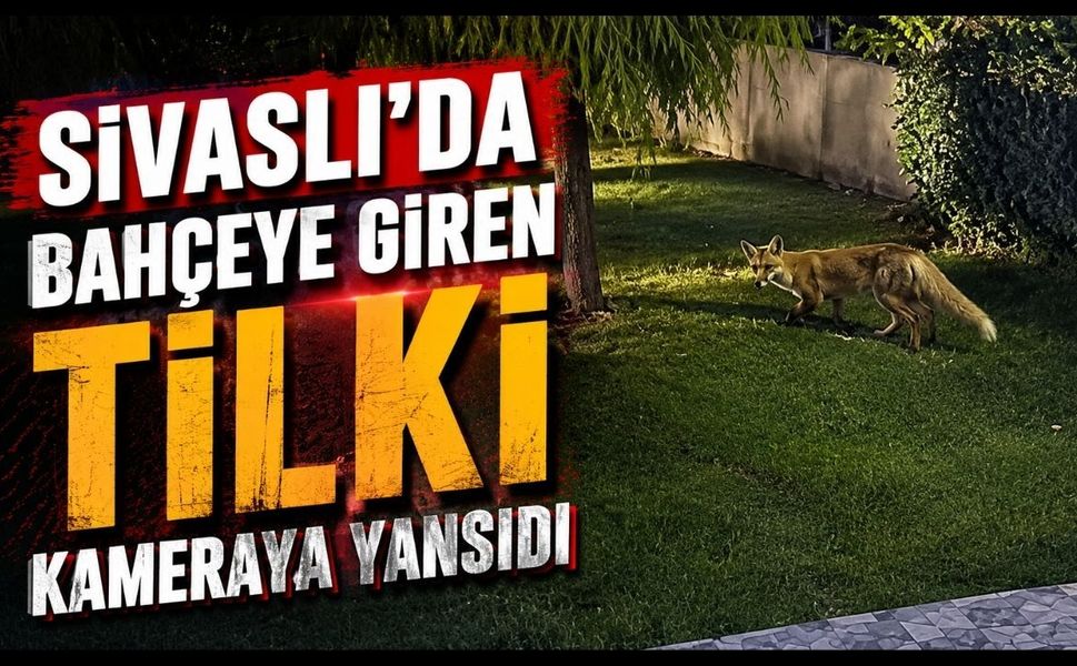 Sivaslı'da Bahçeye Giren Tilki Kameraya Yansıdı