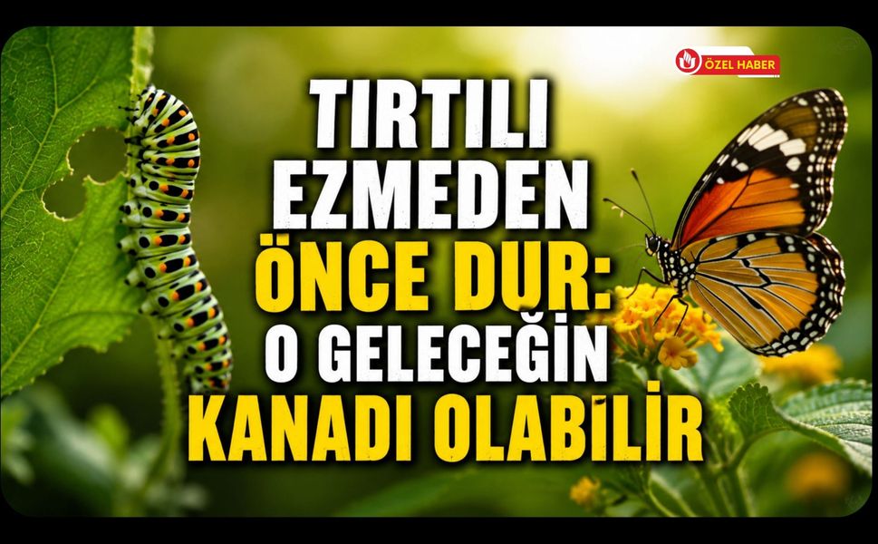Tırtılı Ezmeden Önce Bir Kez Daha Düşünün! Uzmanlardan Uşaklılara Doğa Uyarısı