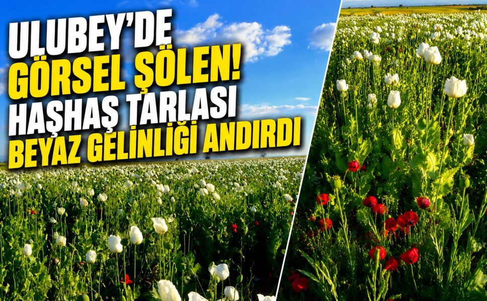 Ulubey’de Görsel Şölen! Haşhaş Tarlası Beyaz Gelinliği Andırdı
