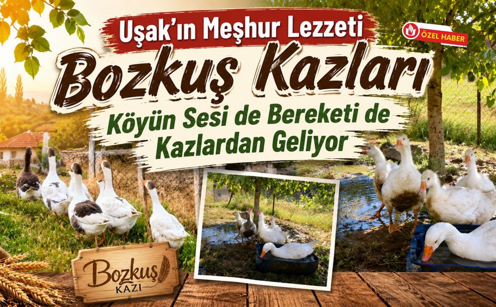 Uşak’ın Meşhur Lezzeti Bozkuş Kazları, Köyün Sesi de Bereketi de Kazlardan Geliyor