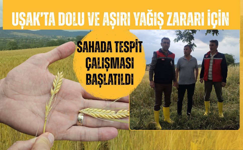 Uşak’ta Dolu ve Aşırı Yağış Zararı İçin Sahada Tespit Çalışması Başlatıldı