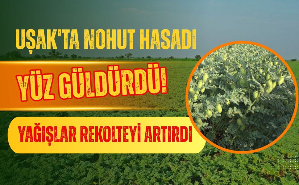 Uşak'ta Nohut Hasadı Yüz Güldürdü! Yağışlar Rekolteyi Artırdı