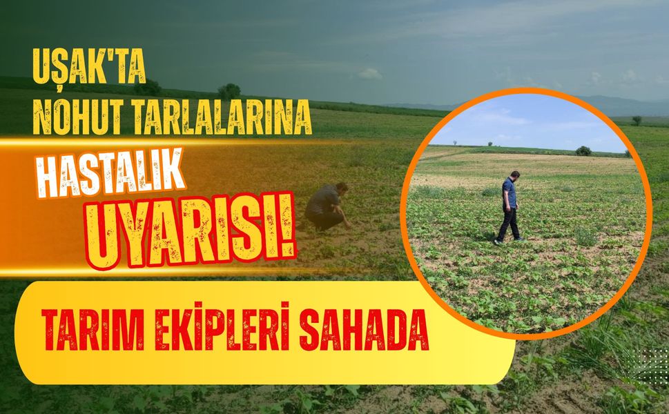 Uşak'ta Nohut Tarlalarına Hastalık Uyarısı! Tarım Ekipleri Sahada