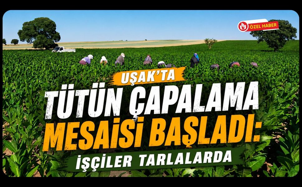 Uşak’ta Tütün Çapalama Mesaisi Başladı: İşçiler Tarlalarda