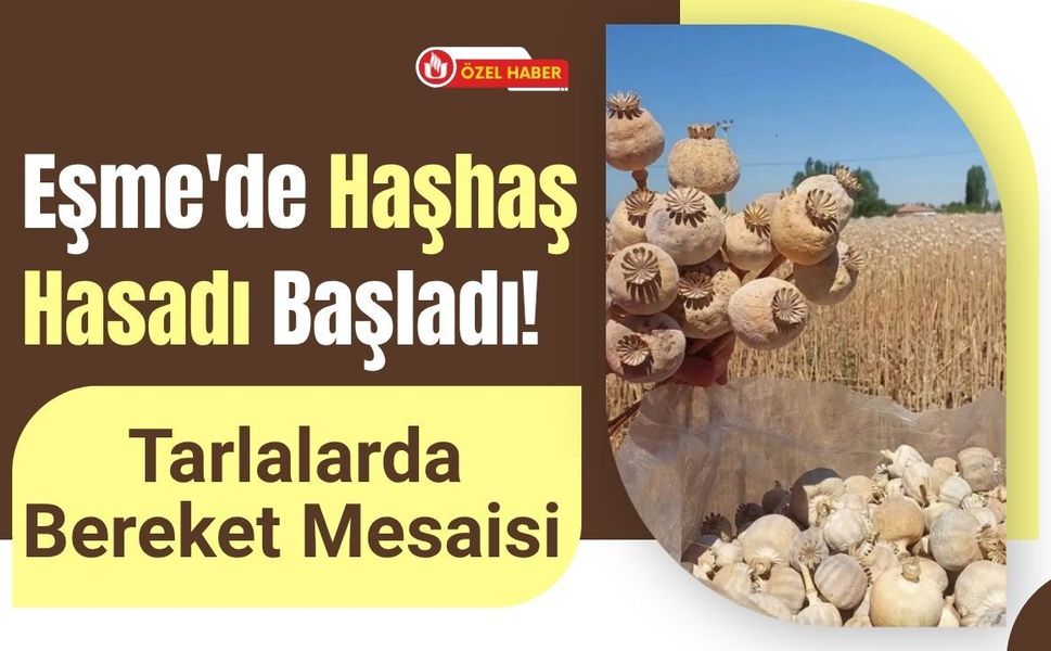 Eşme'de Haşhaş Hasadı Başladı! Tarlalarda Bereket Mesaisi