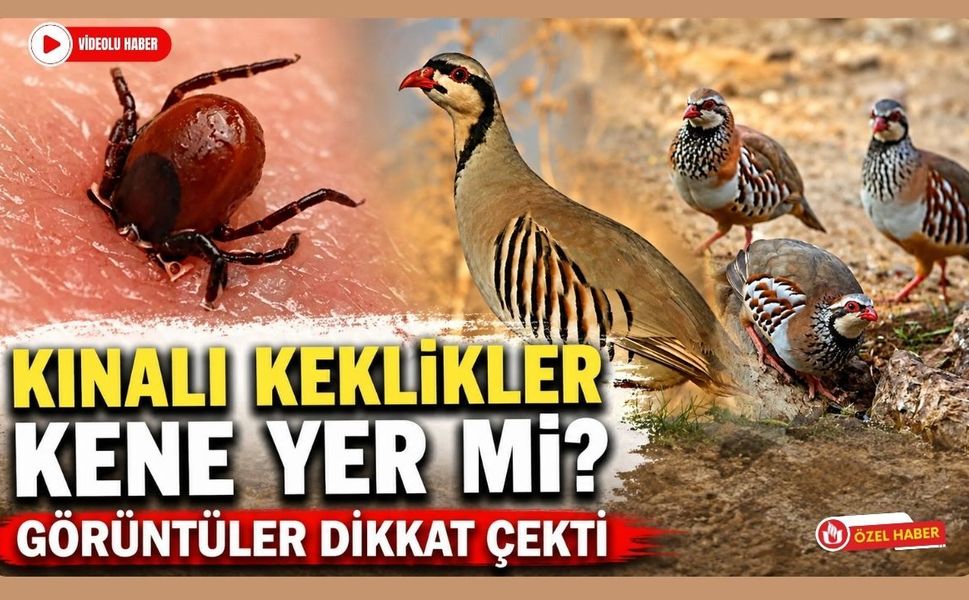 Kınalı Keklikler Kene Yer mi? Görüntüler Dikkat Çekti