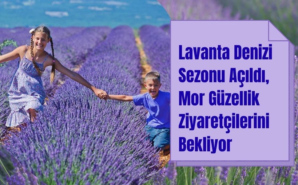 Lavanta Denizi'nde Mor Güzellik Ziyaretçilerini Bekliyor