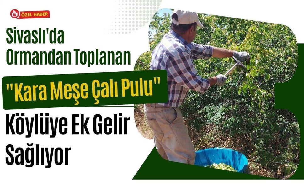 Sivaslı'da Ormandan Toplanan "Kara Meşe Çalı Pulu" Köylüye Ek Gelir Sağlıyor