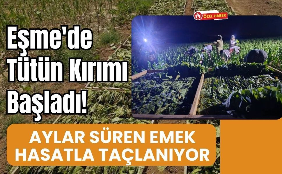 Eşme'de Tütün Kırımı Başladı! Aylar Süren Emek Hasatla Taçlanıyor