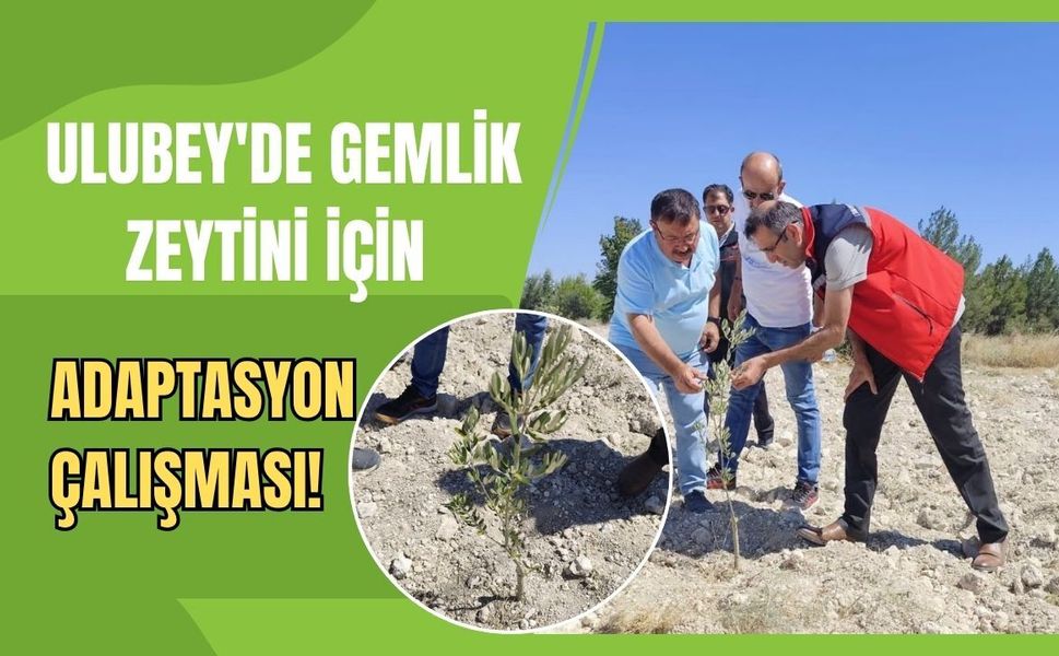 Ulubey'de Gemlik Zeytini İçin Adaptasyon Çalışması!