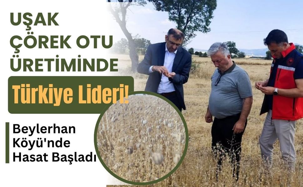 Uşak Çörek Otu Üretiminde Türkiye Lideri! Beylerhan Köyü'nde Hasat Başladı