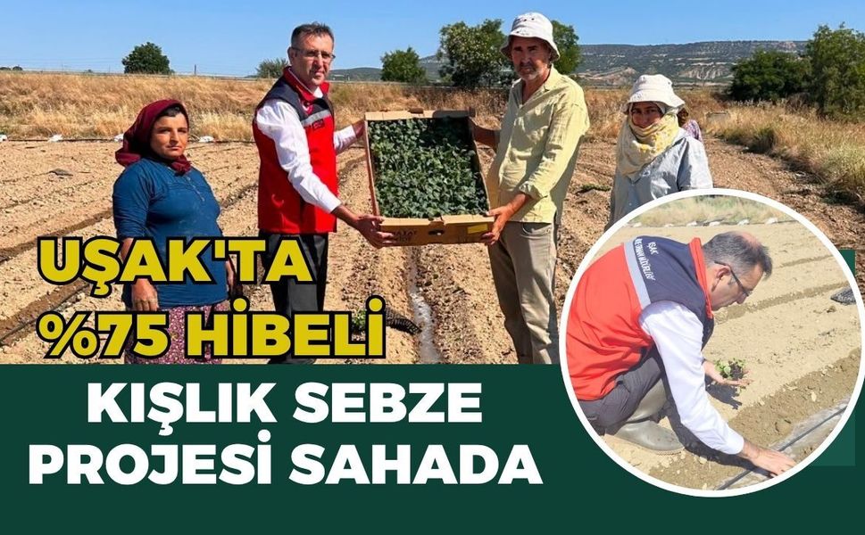 Uşak'ta %75 Hibeli Kışlık Sebze Projesi Sahada: Sirge'de Fide Dikimi ve Domates Hasadı İncelendi