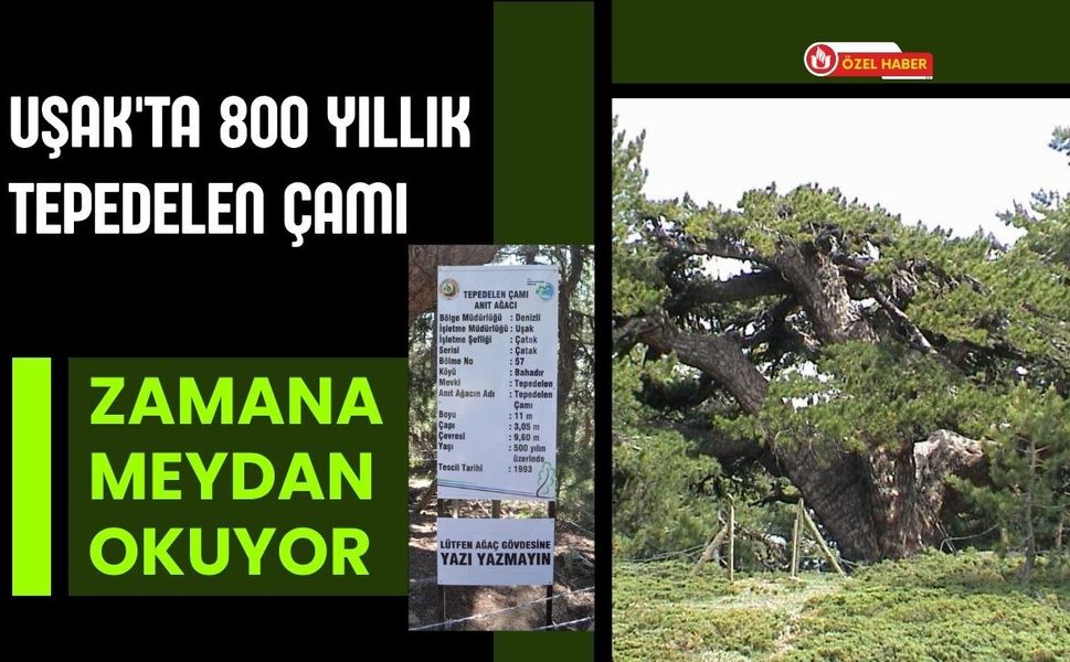 Uşak'ta 800 Yıllık Tepedelen Çamı Zamana Meydan Okuyor