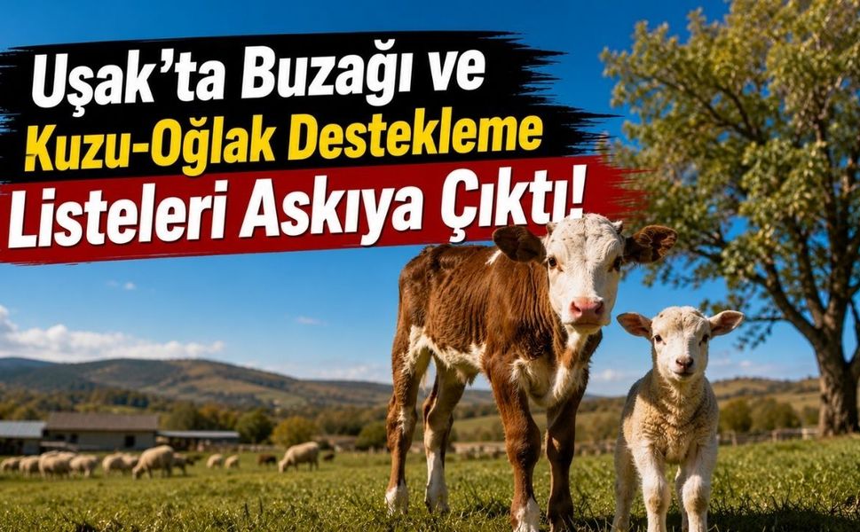 Uşak'ta Buzağı ve Kuzu-Oğlak Destekleme Listeleri Askıya Çıktı! Yetiştiricilere Kontrol Uyarısı