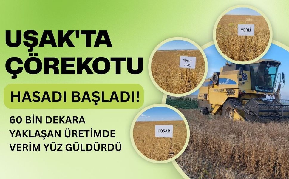 Uşak'ta Çörekotu Hasadı Başladı! 60 Bin Dekara Yaklaşan Üretimde Verim Yüz Güldürdü
