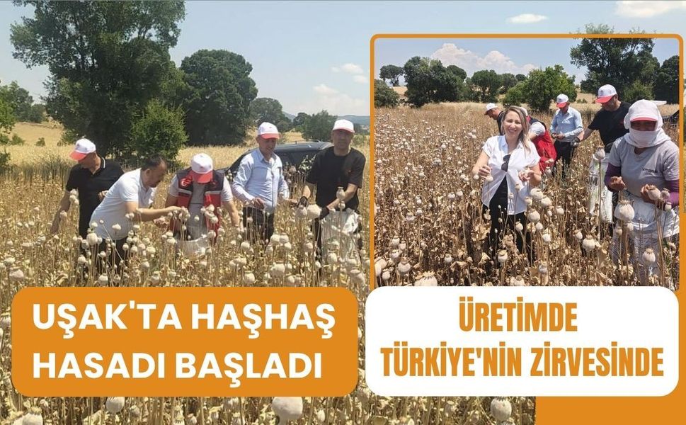 Uşak'ta Haşhaş Hasadı Başladı, Üretimde Zirvedeyiz
