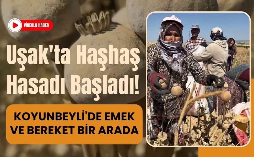 Uşak'ta Haşhaş Hasadı Başladı! Koyunbeyli'de Emek ve Bereket Bir Arada