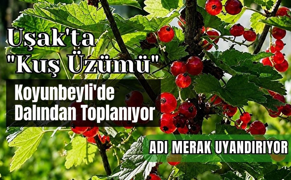 Uşak'ta "Kuş Üzümü" Koyunbeyli'de Dalından Toplanıyor, Adı Merak Uyandırıyor
