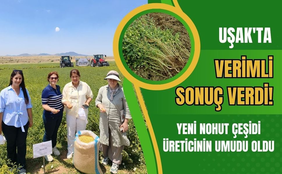 Uşak'ta Verimli Sonuç Verdi! Yeni Nohut Çeşidi Üreticinin Umudu Oldu