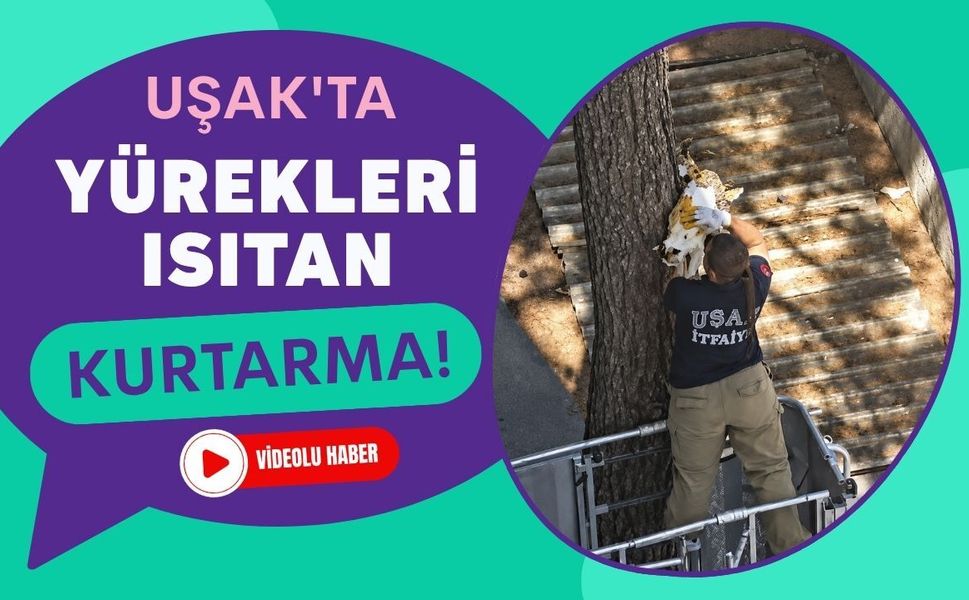 Uşak'ta Yürekleri Isıtan Kurtarma! Ağaçta Mahsur Kalan Kedi İtfaiyenin Şefkatli Elleriyle Kurtarıldı