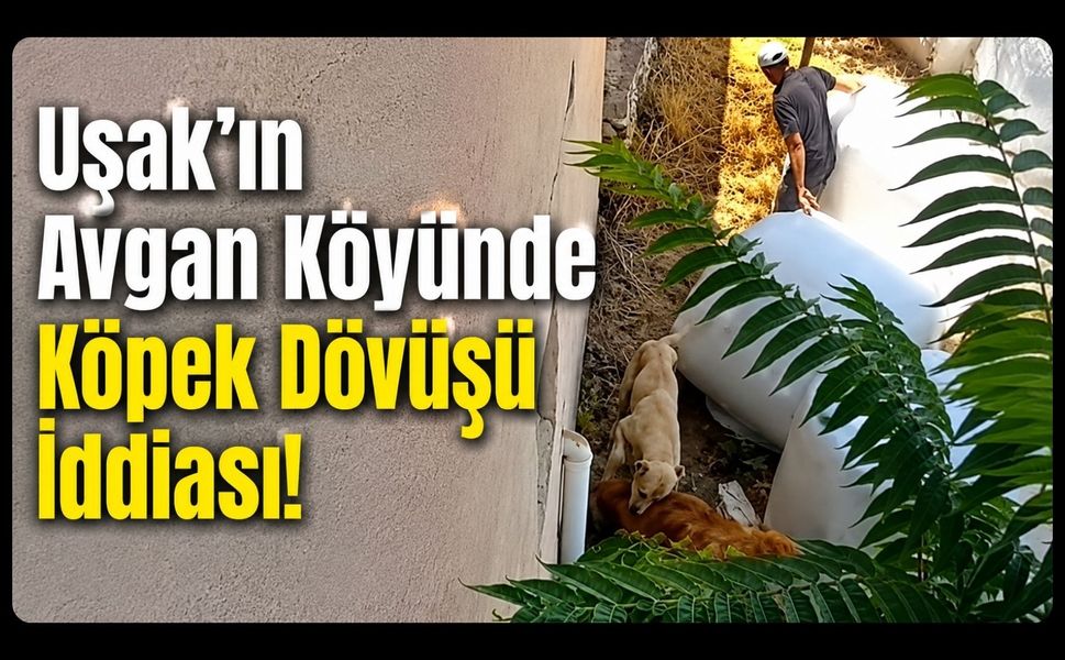 Uşak’ın Avgan Köyünde Köpek Dövüşü İddiası!