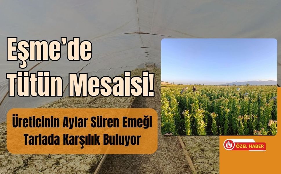Eşme’de Tütün Mesaisi! Üreticinin Aylar Süren Emeği Tarlada Karşılık Buluyor