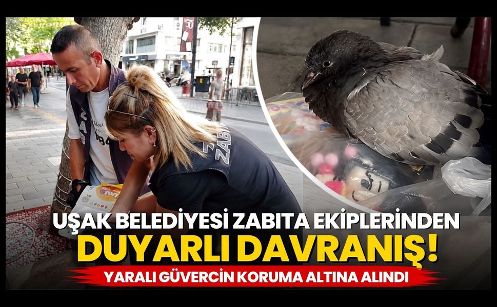 Uşak Belediyesi Zabıta Ekiplerinden Duyarlı Davranış! Yaralı Güvercin Koruma Altına Alındı
