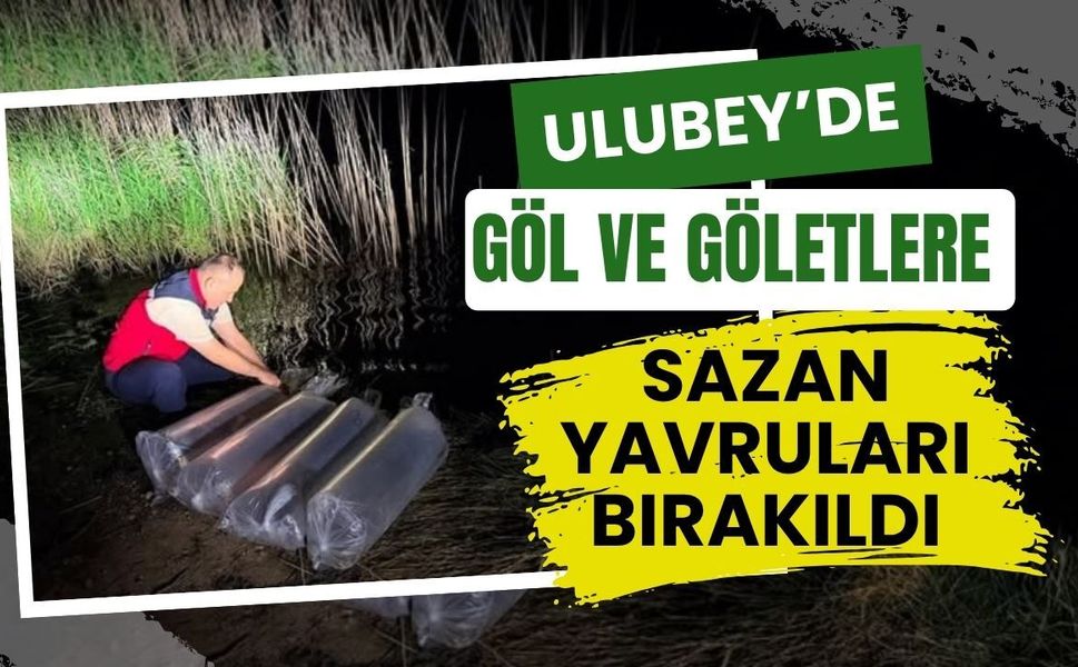 Ulubey’de Göl ve Göletlere Sazan Yavruları Bırakıldı