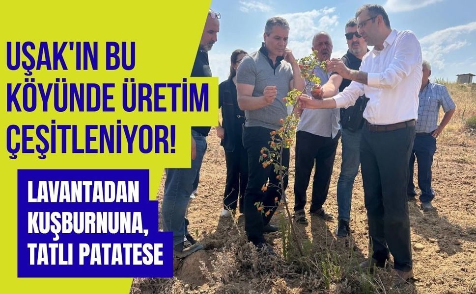 Uşak'ın Bu Köyünde Üretim Çeşitleniyor! Lavantadan Kuşburnuna, Tatlı Patatese