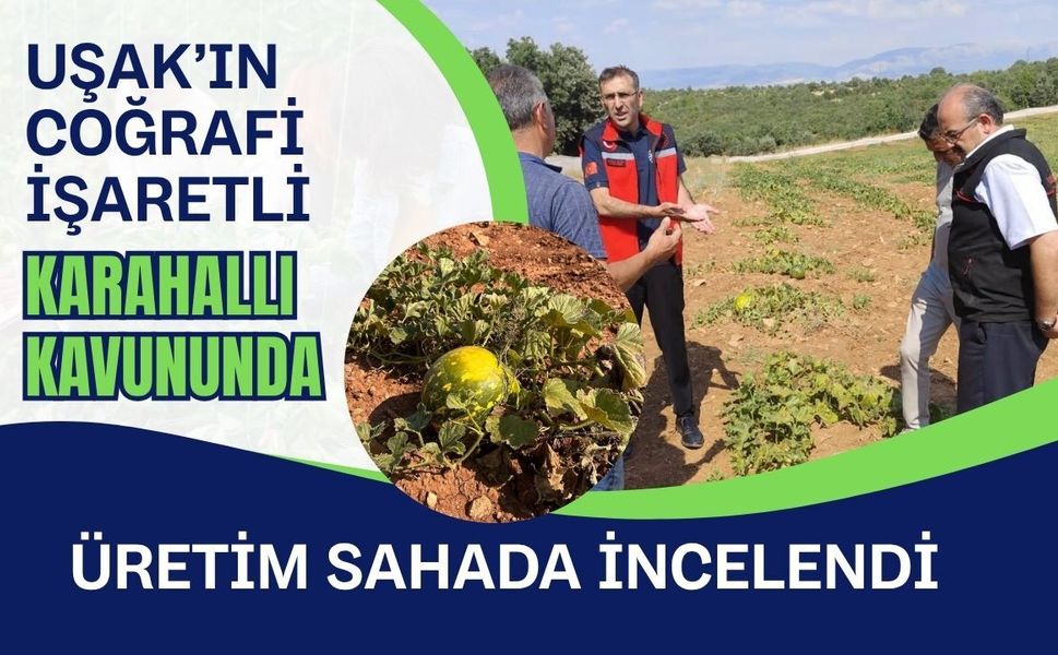 Uşak’ın Coğrafi İşaretli Karahallı Kavununda Üretim Sahada İncelendi