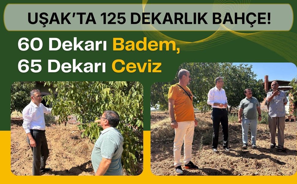 Uşak’ta 125 Dekarlık Bahçe! 60 Dekarı Badem, 65 Dekarı Ceviz
