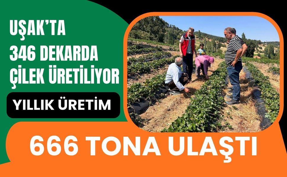Uşak’ta 346 Dekarda Çilek Üretiliyor, Yıllık Üretim 666 Tona Ulaştı