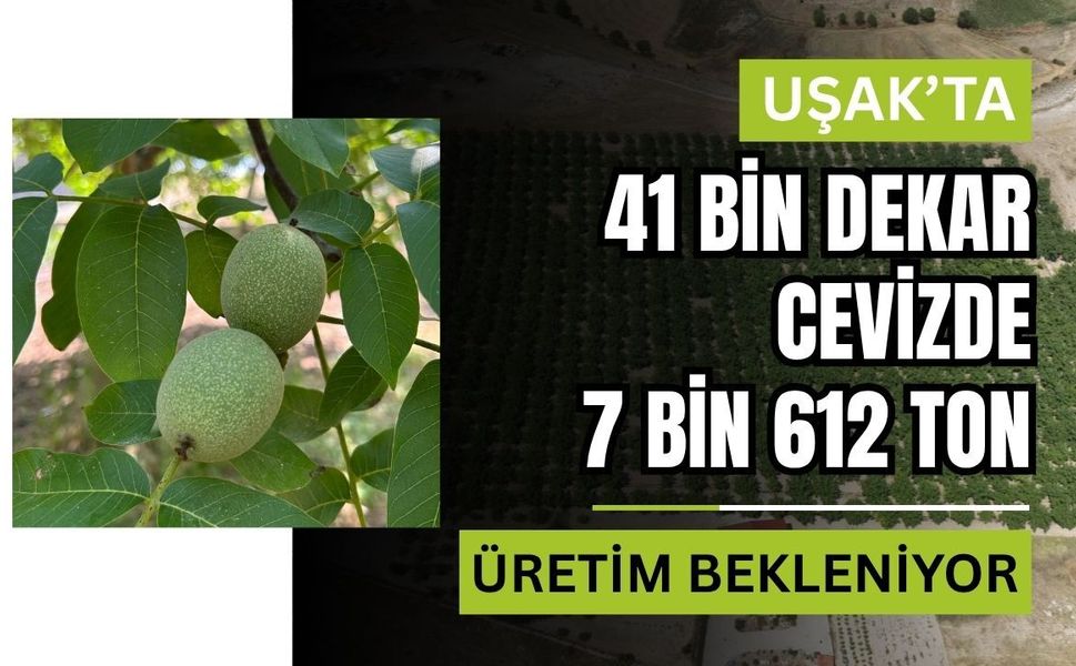 Uşak’ta 41 Bin Dekar Cevizde 7 Bin 612 Ton Üretim Bekleniyor