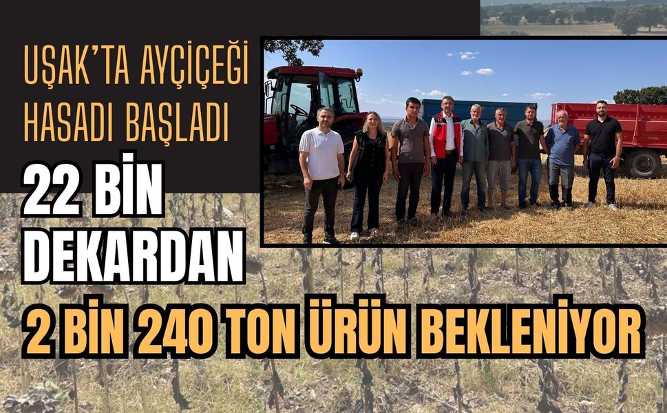 Uşak’ta Ayçiçeği Hasadı Başladı, 22 Bin Dekardan 2 Bin 240 Ton Ürün Bekleniyor