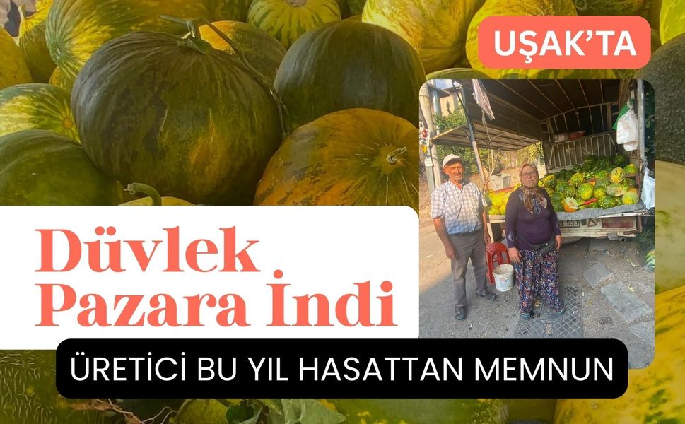 Uşak’ta Düvlek Pazara İndi: Üretici Bu Yıl Hasattan Memnun