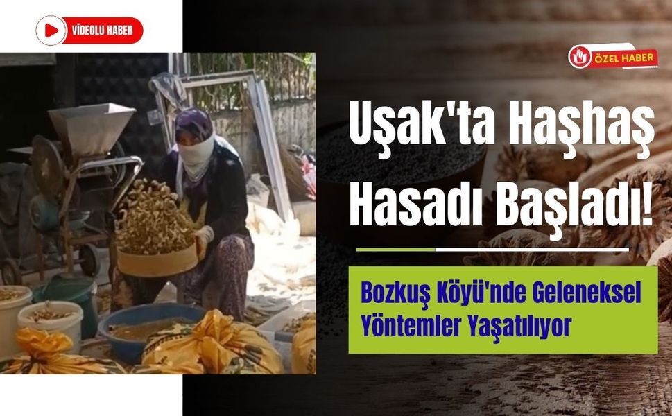 Uşak'ta Haşhaş Hasadı Başladı! Bozkuş Köyü'nde Geleneksel Yöntemler Yaşatılıyor