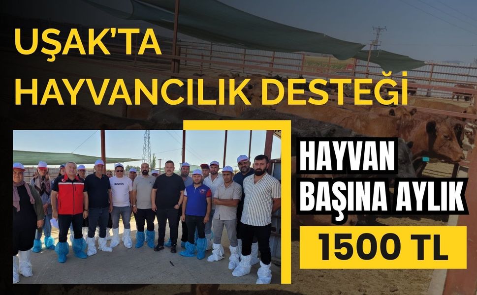 Uşak’ta Hayvancılık Desteği, Hayvan Başına Aylık 1500 TL