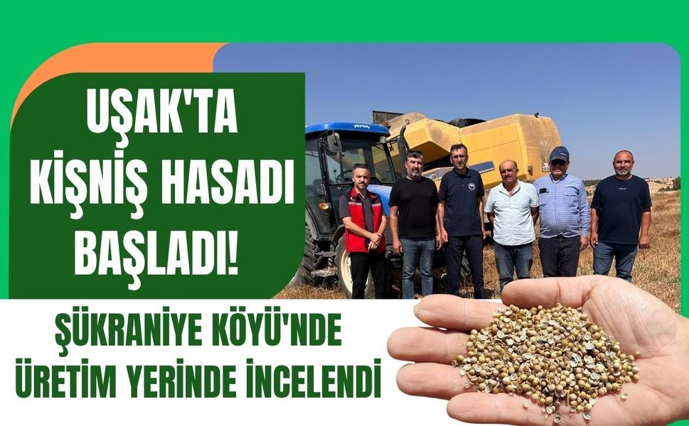 Uşak'ta Kişniş Hasadı Başladı! Şükraniye Köyü'nde Üretim Yerinde İncelendi