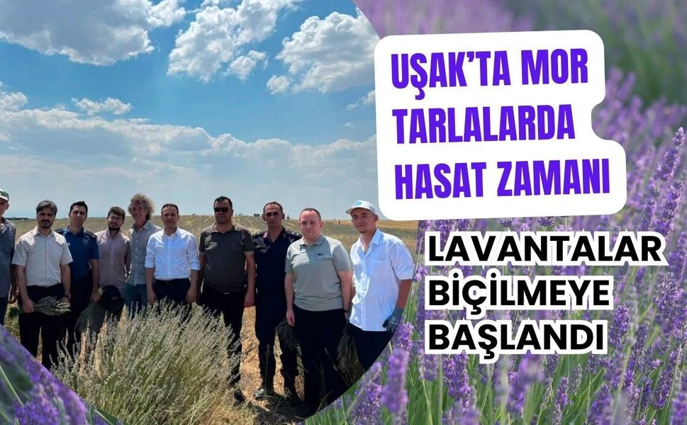 Uşak’ta Mor Tarlalarda Hasat Zamanı, Lavantalar Biçilmeye Başlandı